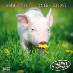 Tuschita Wandkalender 2020 Motiv: Schweinchen